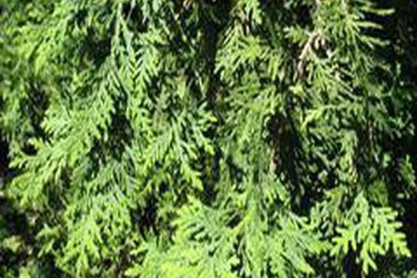 Thuja occidentalis \x27Dark Green\x27 Thuja occidentalis \x27Dark Green\x27