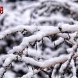 初雪(自然現象) 初雪(自然現象)