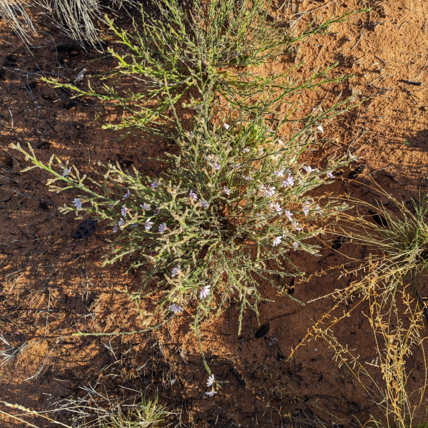 Scaevola parvifolia