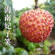 妃子笑(薔薇屬雜交品種) 妃子笑(薔薇屬雜交品種)