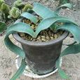 千歲蘭(裸子植物) 千歲蘭(裸子植物)