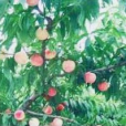 霞脆 霞脆
