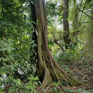 Guazuma invira