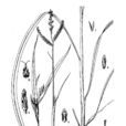 多裔草 多裔草
