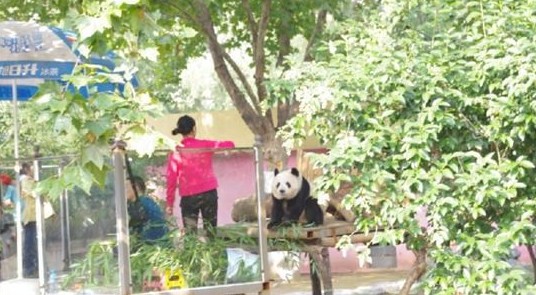 熊貓被逼坐檯