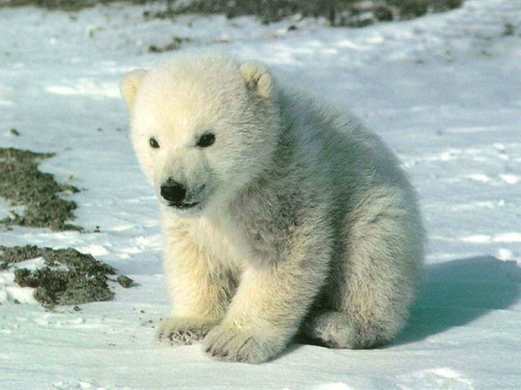 北極熊幼崽