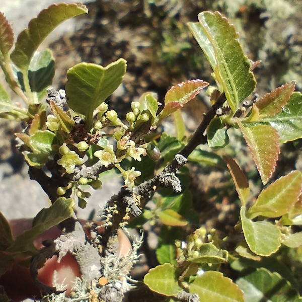 Schinus gracilipes