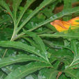 扇蕨(真蕨植物門薄囊蕨綱水龍骨科植物)