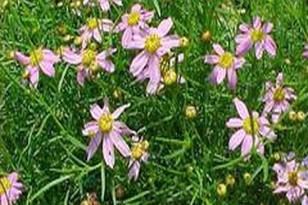 Coreopsis rosea \x27American Dream\x27 Coreopsis rosea \x27American Dream\x27