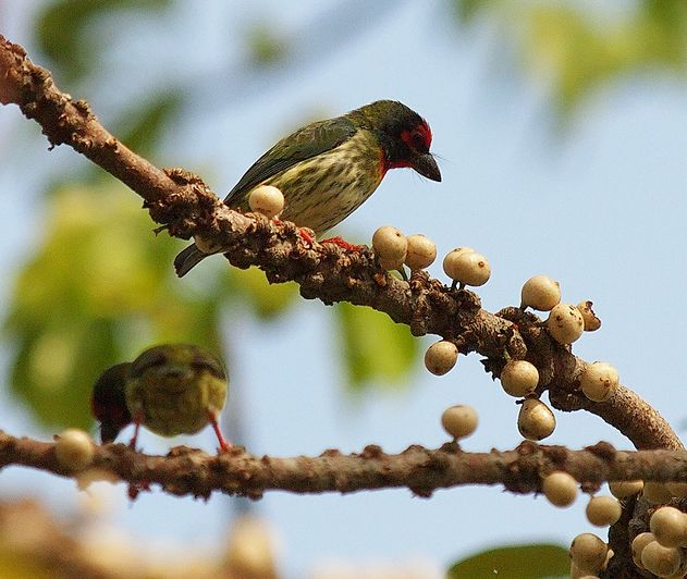 赤胸擬啄木鳥爪哇亞種