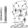 黃藻門