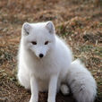 北極狐(犬科動物)