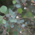 矮黃櫨 矮黃櫨