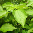 苧麻(葛布（植物）)