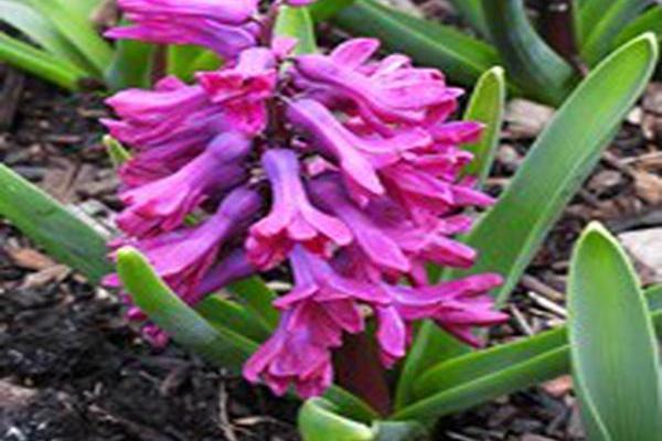 Hyacinthus orientalis \x27Woodstock\x27 Hyacinthus orientalis \x27Woodstock\x27