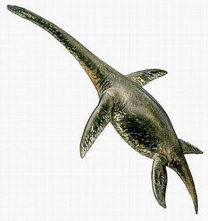 海鰻龍