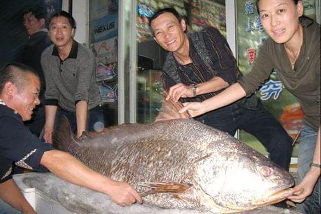 毛鱨魚屬 毛鱨魚屬