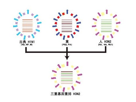 甲型H3N2流感