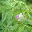 苕菜