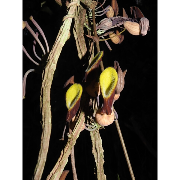 Aristolochia putumayensis