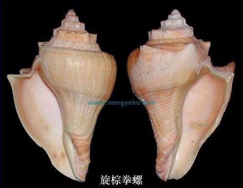 旋棕拳螺 旋棕拳螺