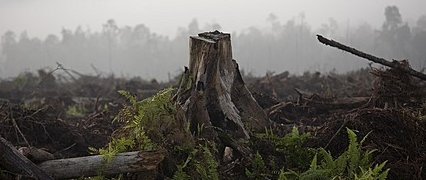 蘇門答臘熱帶雨林的森林資源面臨毀滅