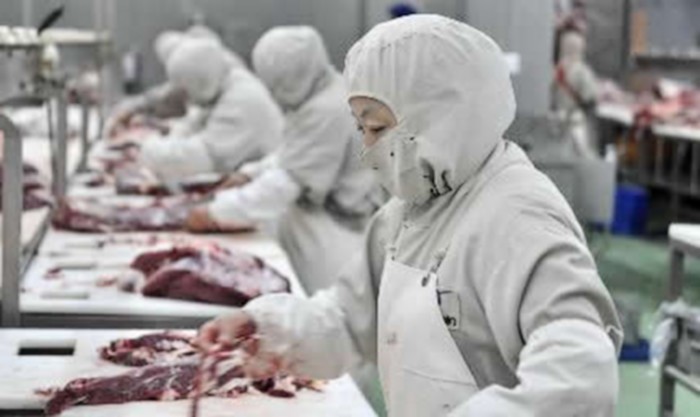 通遼科爾沁牛業公司的員工在分割牛肉