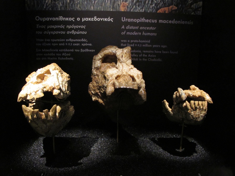 圖1歐蘭猿頭骨