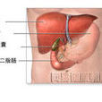 人造肝臟(生物醫學工程領域--人工肝臟)