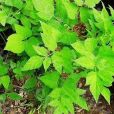 茴芹(歐洲茴香)