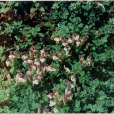 平臥黃芩 平臥黃芩