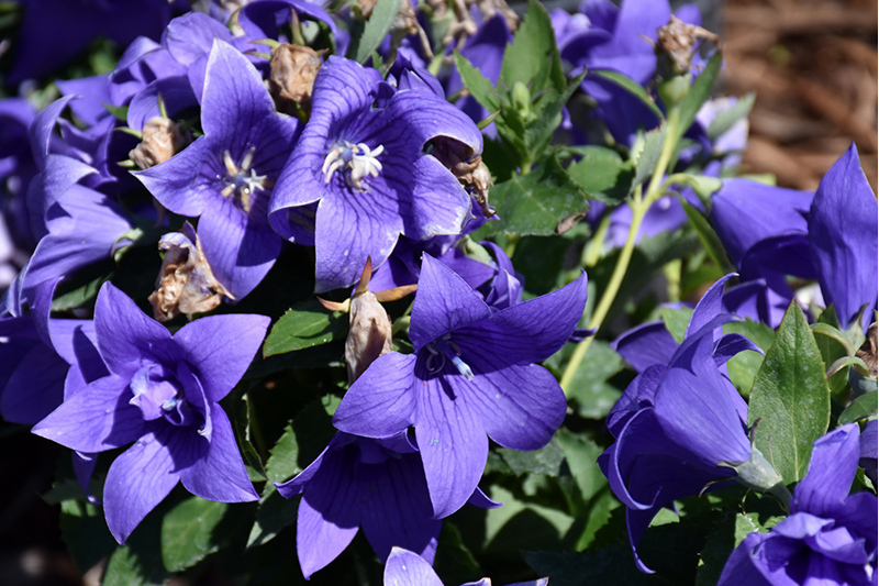 Platycodon grandiflorus \x27Astra Semi-Double Blue\x27 Platycodon grandiflorus \x27Astra Semi-Double Blue\x27