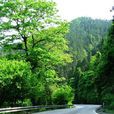 雪峰山林場 雪峰山林場