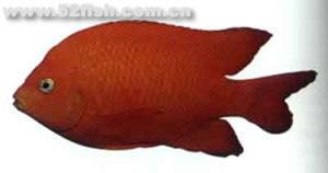 美國紅雀魚