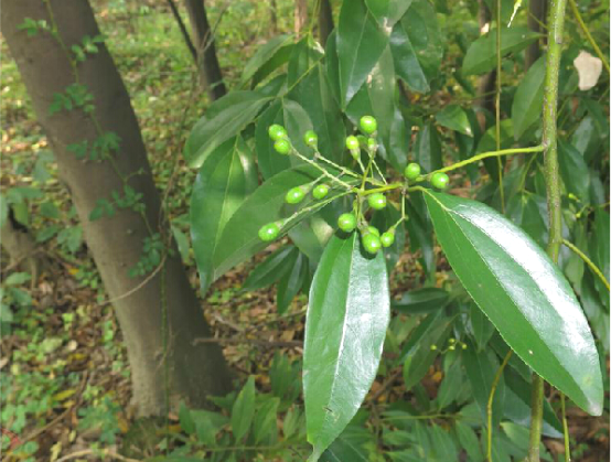陰香根 陰香根