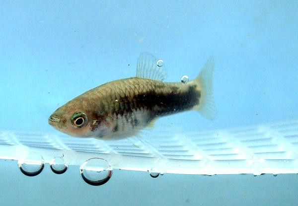 邁耶劍尾魚 邁耶劍尾魚