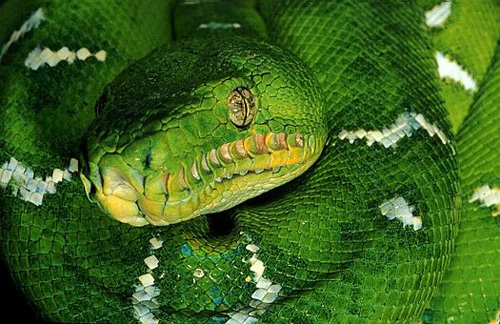 翠綠蚺蛇