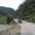 白沙坑村 白沙坑村