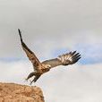 Hawk(英文單詞) Hawk(英文單詞)