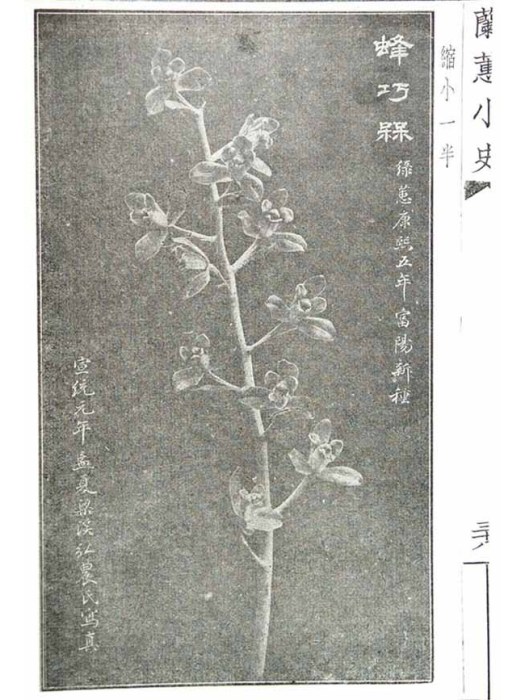 老蜂巧 老蜂巧