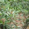春花木(春花木) 春花木(春花木)