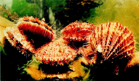 櫛孔扇貝