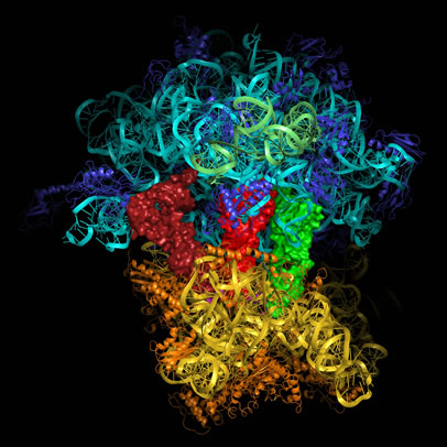 核糖體RNA