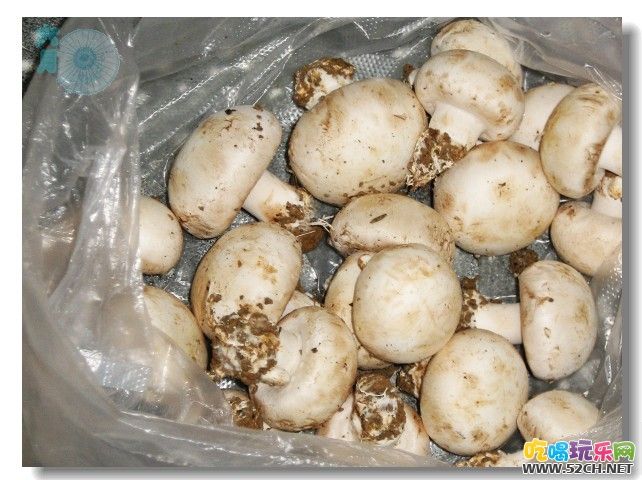白棕口蘑 白棕口蘑