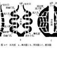水溝系 水溝系