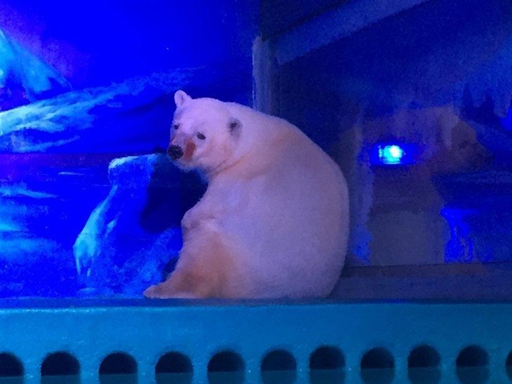 世界最悲傷北極熊