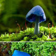 天藍蘑菇