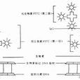 核酸探針