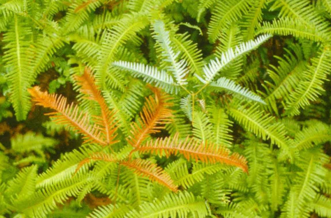 莎草蕨屬 莎草蕨屬