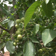 香玲核桃苗 香玲核桃苗
